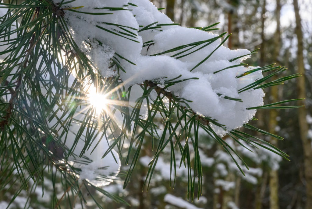 Новини України - Сніг та нічні морози: якої погоди слід очікувати на вихідних