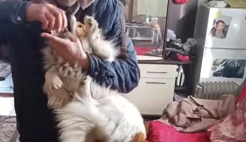 На Львівщині чоловік силоміць поїв собак алкоголем