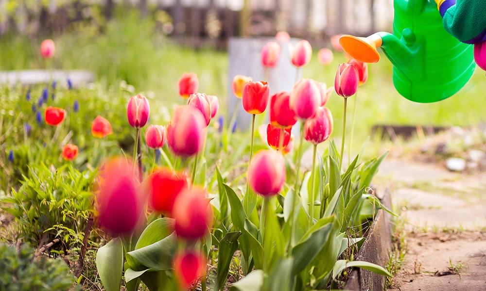 Весняна хитрість для пишного цвітіння тюльпанів у вашому саду
